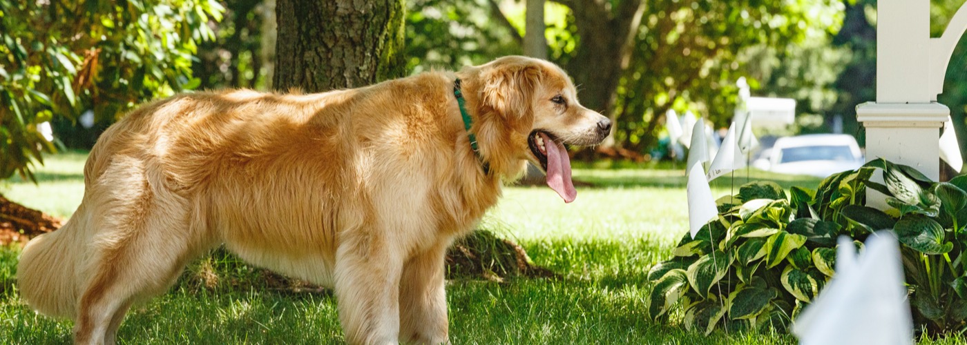 DogWatch of Greater Charleston, Mount Pleasant, South Carolina | Outdoor Hidden Dog Fences Slider Image