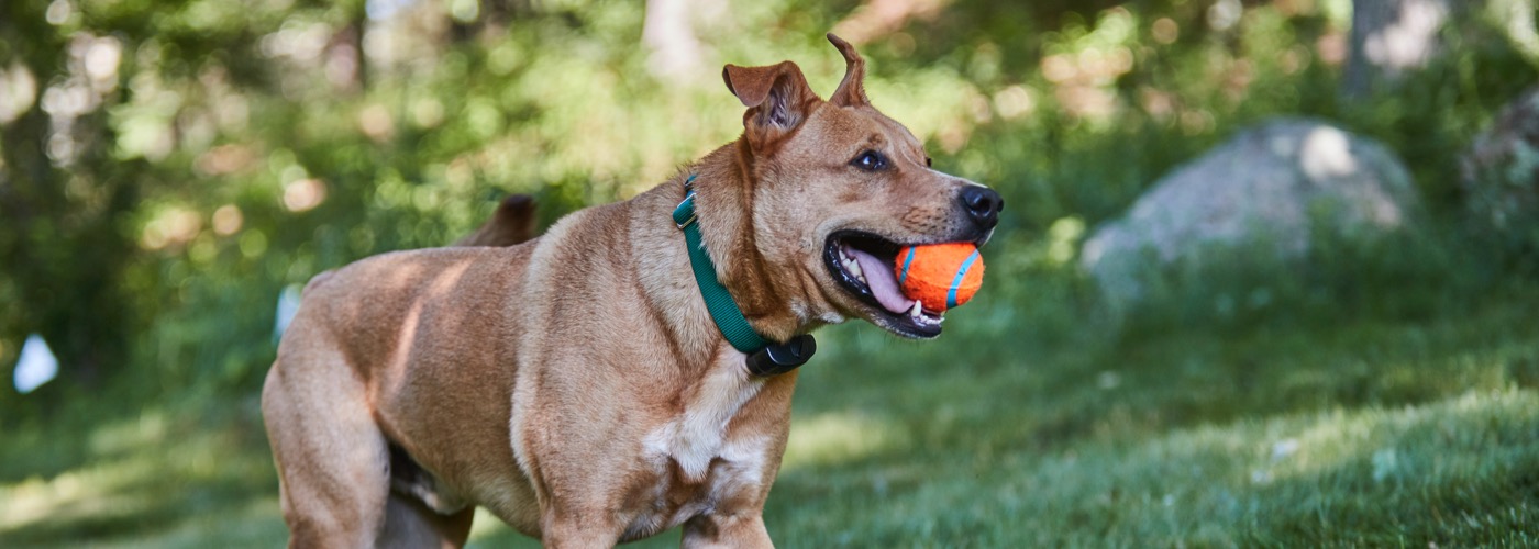 DogWatch of Greater Charleston, Mount Pleasant, South Carolina | ProFenceX Slider Image